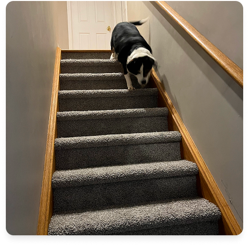 Professional stair carpet installation in Kitchener home